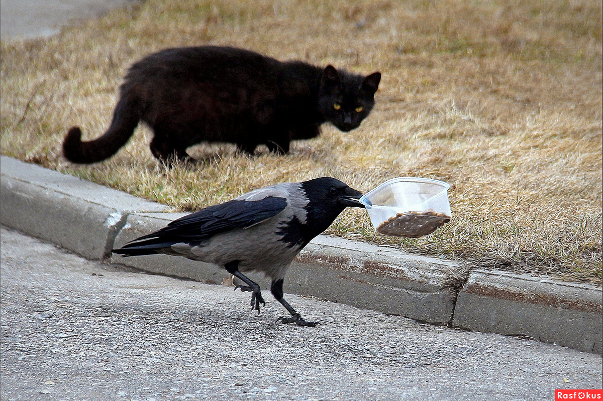 Ворона претворяется калекой и просит у прохожих "на пропитание." Городская фауна удивительна! 