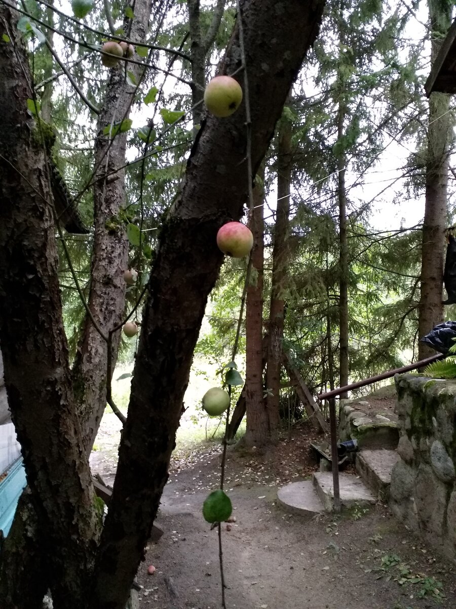 Дорожка в "БАР")