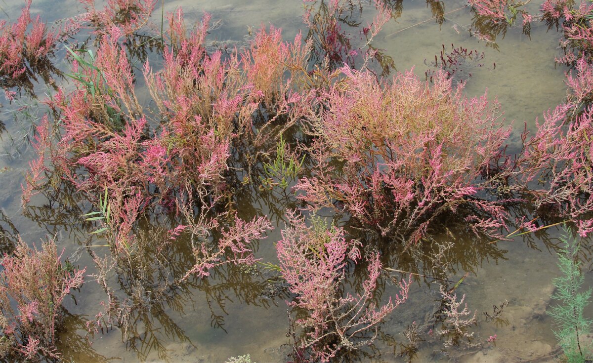 Розовый солончак осенью. Фото автора.