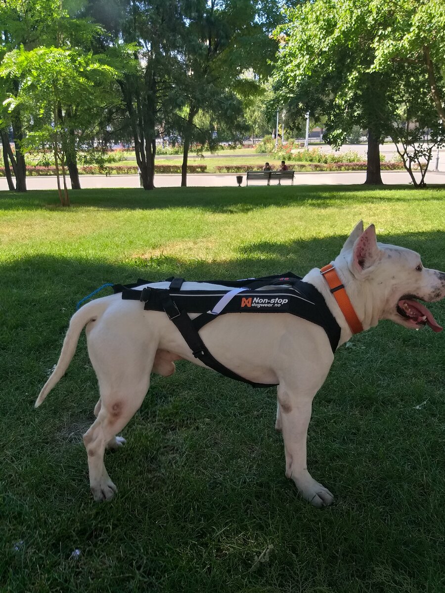 Шлейка для бега с собакой