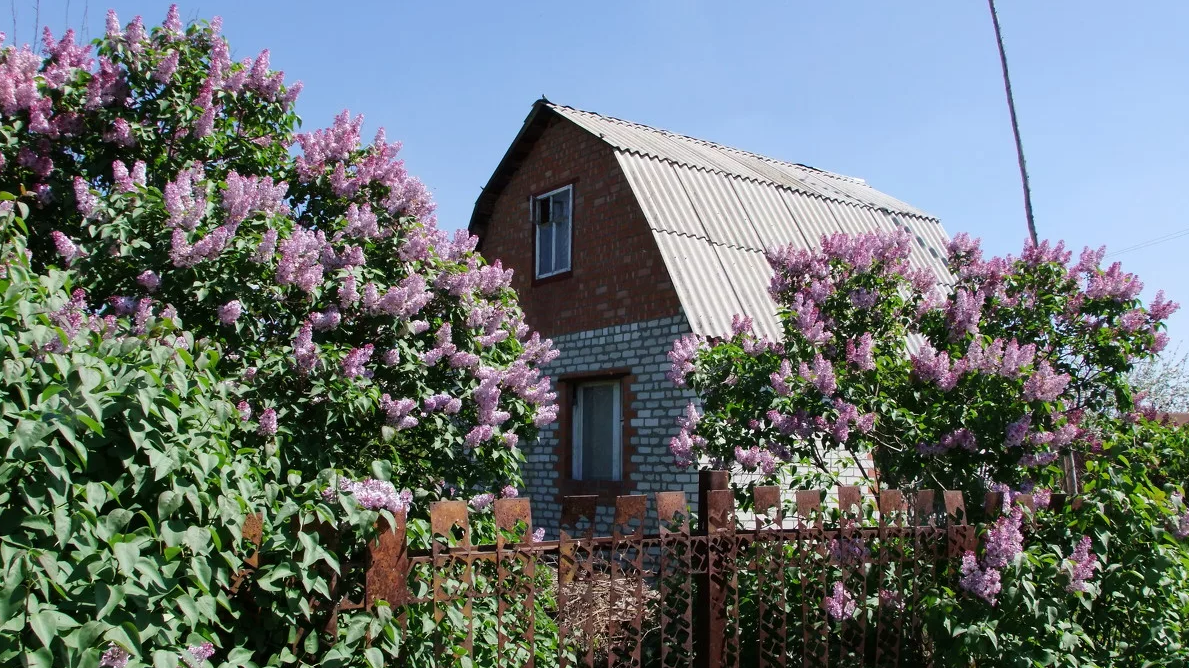 Сирень на даче. Сирень около дома. Сирень рядом с домом.