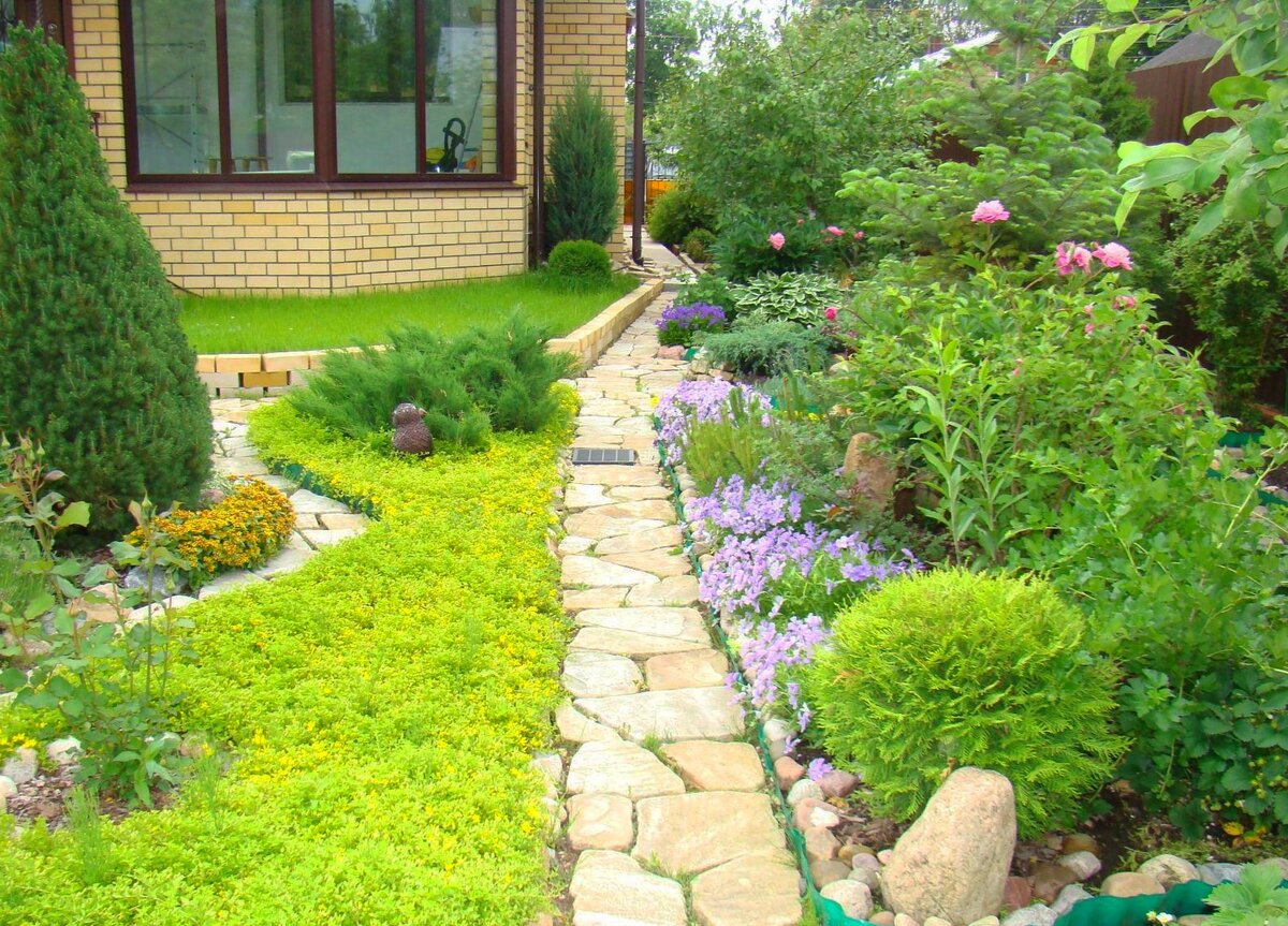 Вербейник вдоль дорожки.