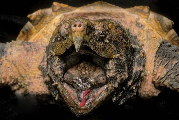 Пластик создает «эволюционную ловушку» для молодых морских черепах - ОмскПресс