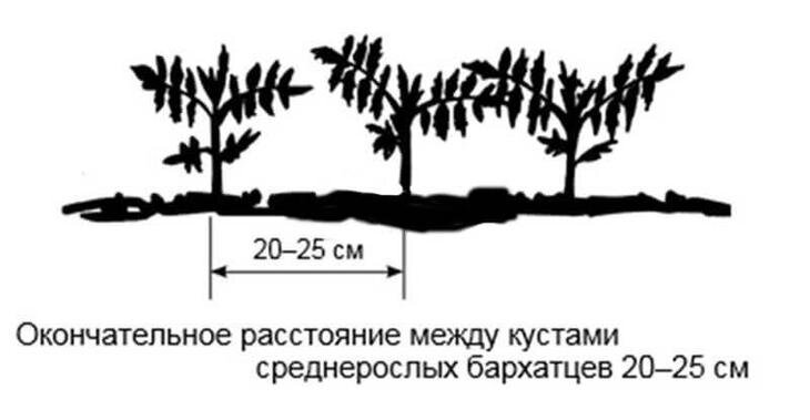 Выращивание бархатцев в открытом грунте