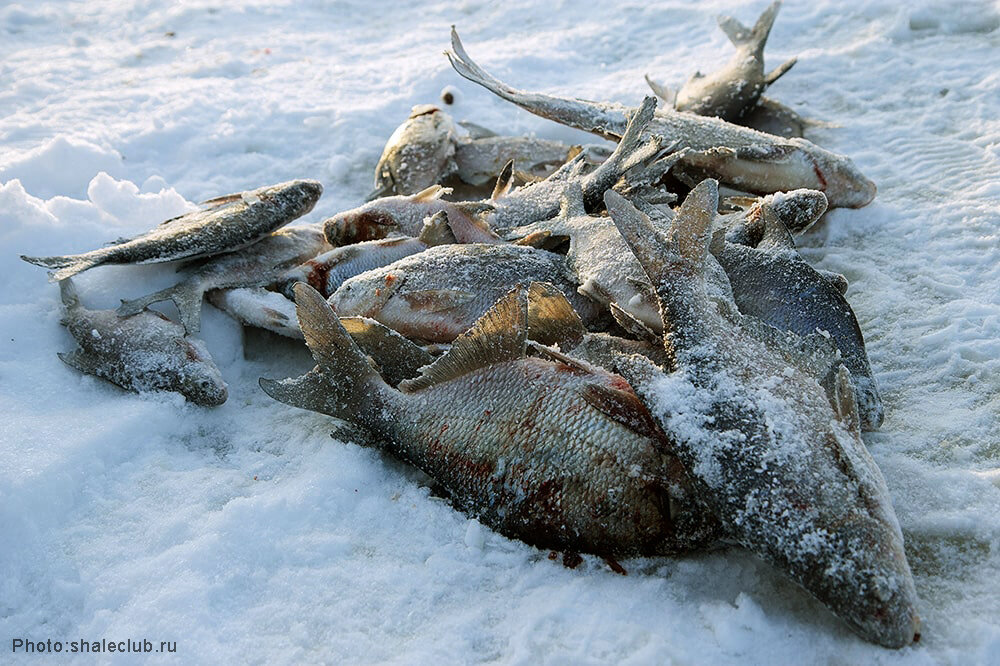 Форум рыбака иваньковское водохранилище. Иваньковское водохранилище рыбалка. Иваньковское водохранилище рыбалка зимой. Рыбалка на Волге зимой. Зимняя рыбалка в Конаково.