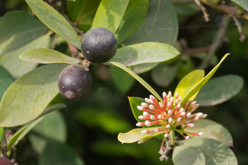 Акокантера