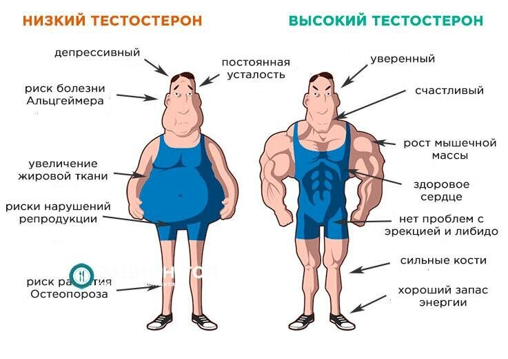 Программа тренировок для эктоморфа в домашних условиях | Как сохранить и набрать массу