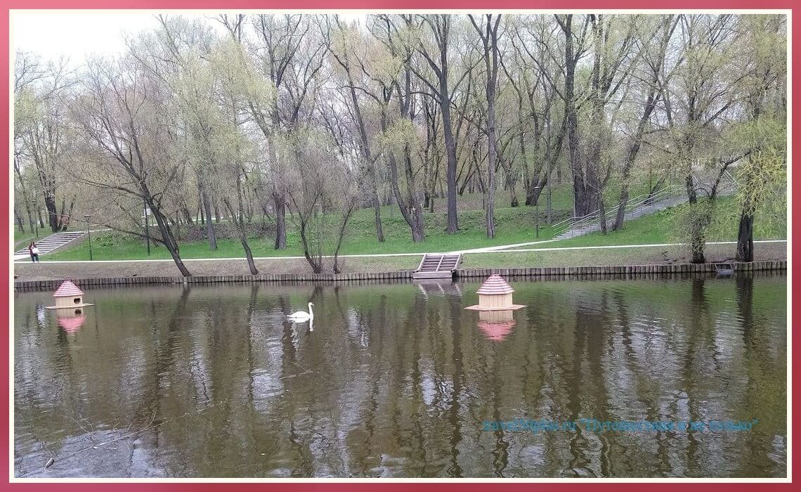 Накануне событий: лебединая идиллия в парке Яуза.