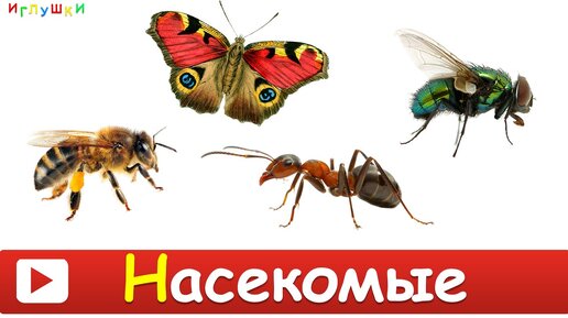 НАСЕКОМЫЕ для ДЕТЕЙ ] Развивающие ВИДЕО про насекомых для детей в HD  качестве | WorldMak | Дзен