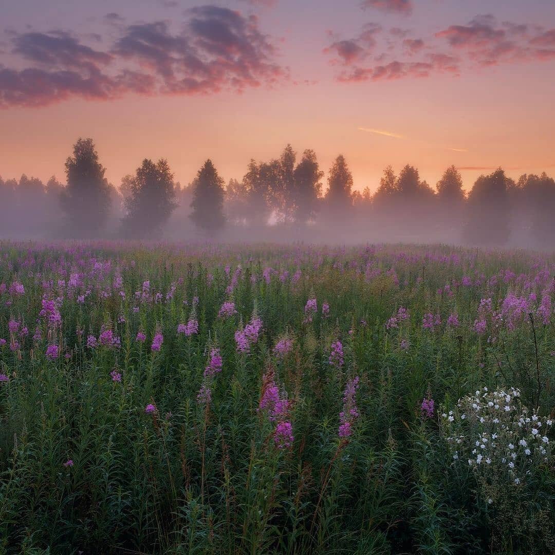 Красивый рассвет. Пейзаж средней полосы. Природа рассвет. Заря прощается с землею фет. Утренняя заря в деревне.
