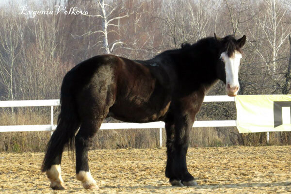 Буцефал. Авторское фото - Клуб «Алькор» 