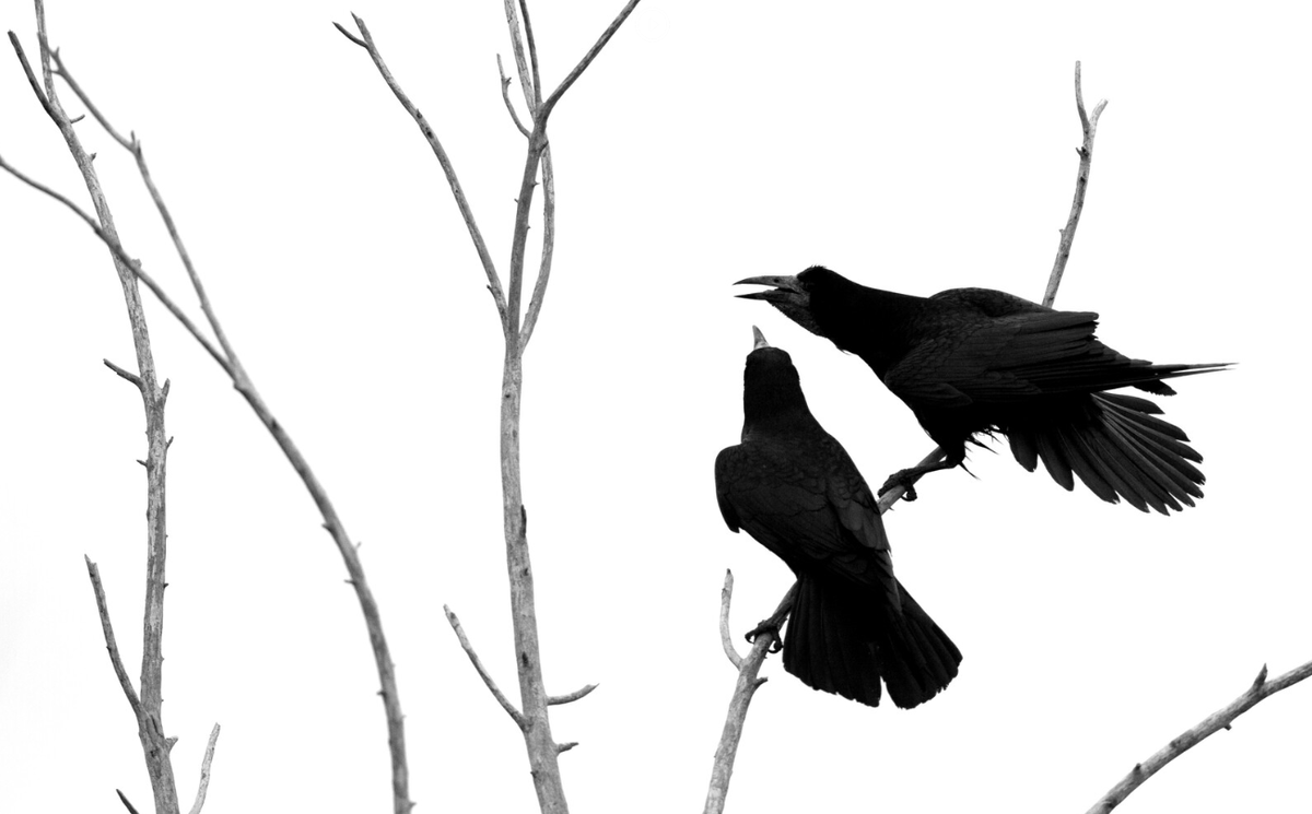 2 место "Сплетни", Алексей Волков, Палассовский район