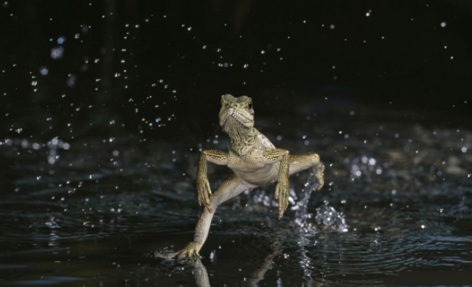 Супергерой геккон