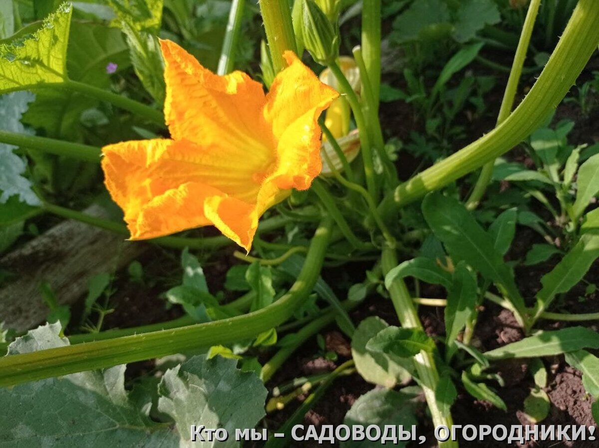 Мужской цветок - опылитель у кабачков