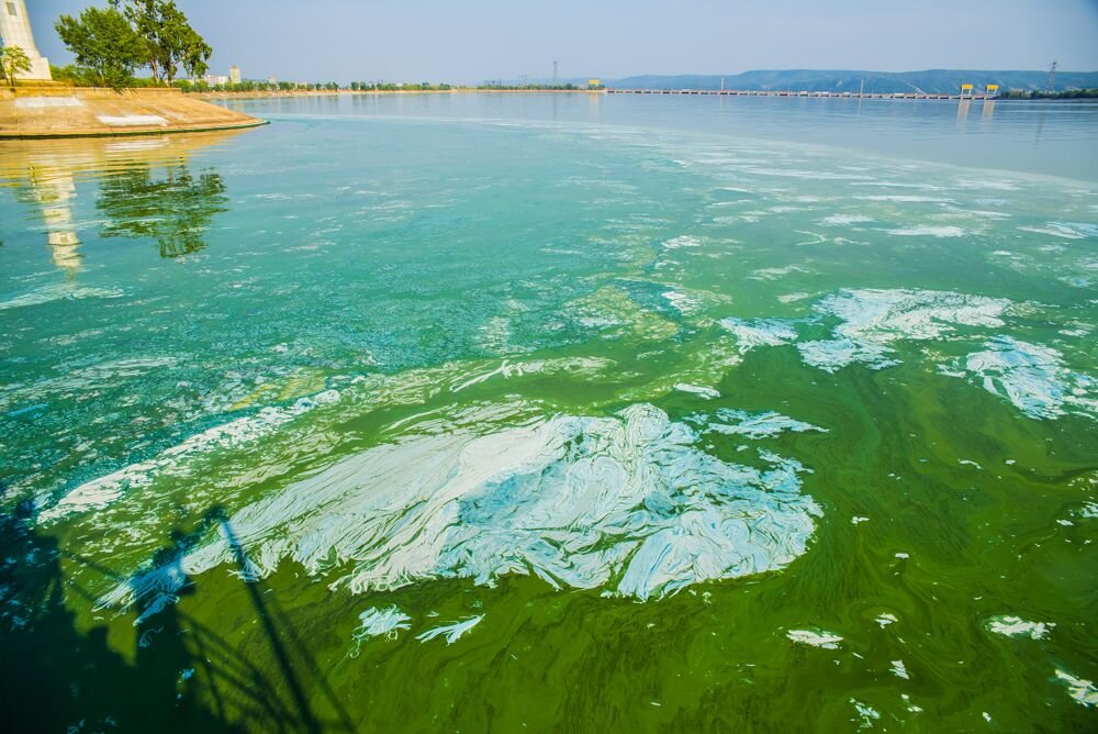 Примерно так, это цветущая вода в Волге. Источник фото: https://yandex.ru/images/