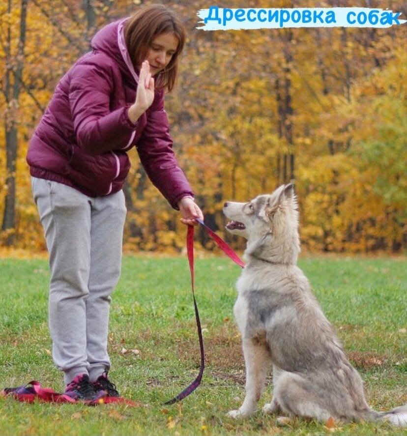 Дрессировка собак 