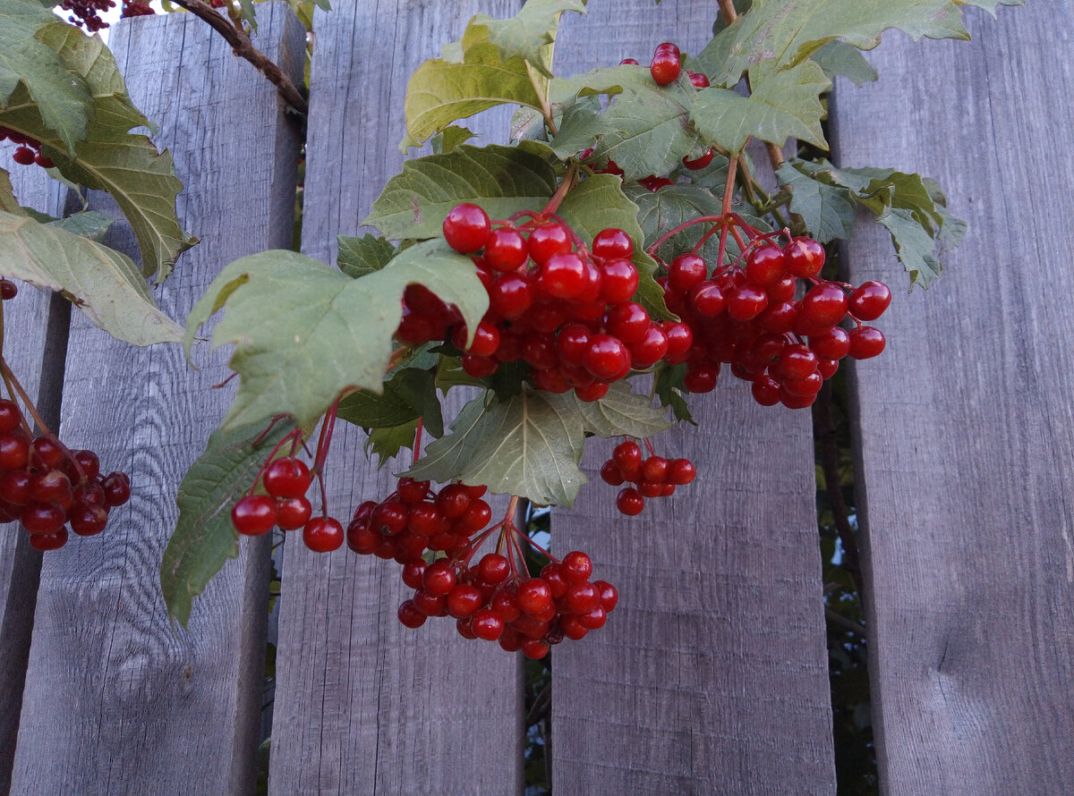 Радуйтесь каждому дню! Фото автора