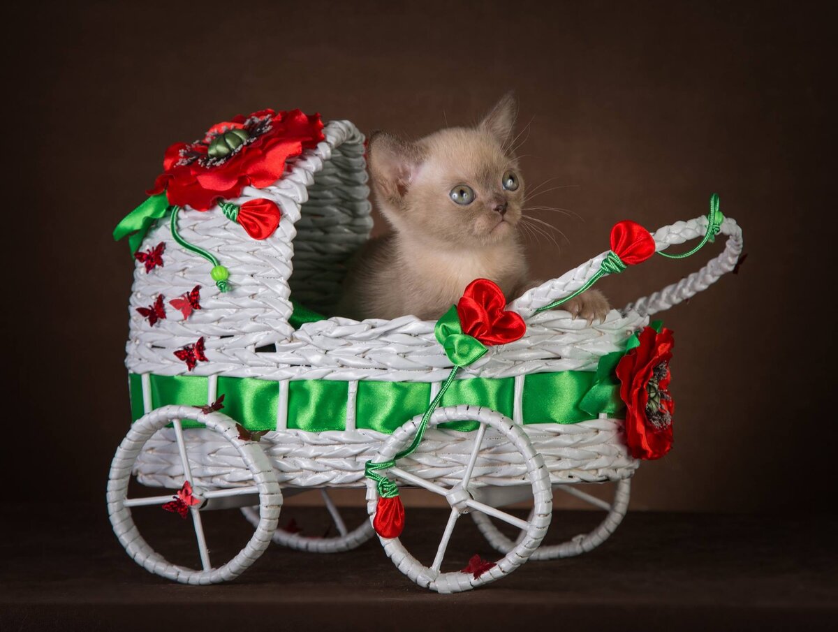 Sachiko Jasper*RU - котенок порода европейская бурма окрас шоколад - возраст 1 месяц