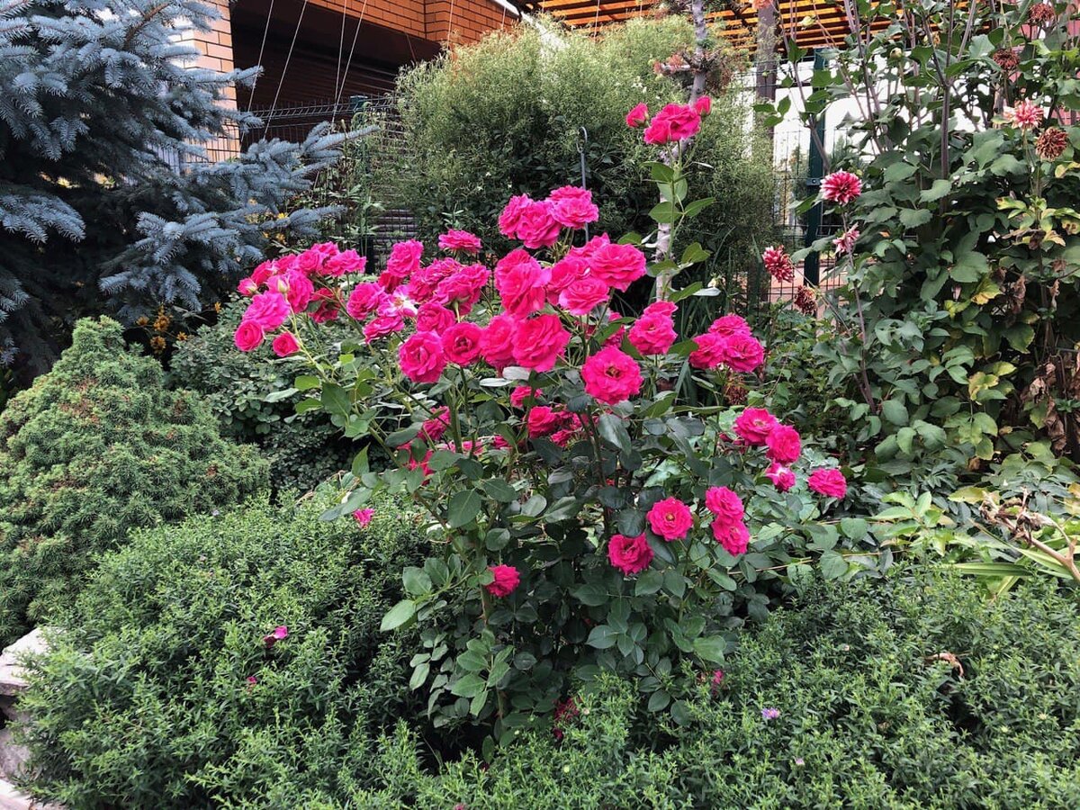 Одна из моих красоток