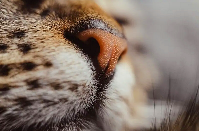 Почему у котов нос мокрый: причины и объяснение