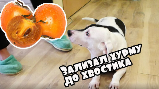 ХУРМА - лучшая вкусняшка для собак