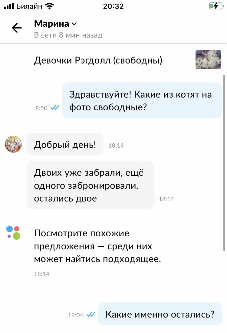 У нас снова украли фото котят и теперь на Авито кто-то продает беспородных  под видом породистых... | Записки заводчика кошек. | Дзен