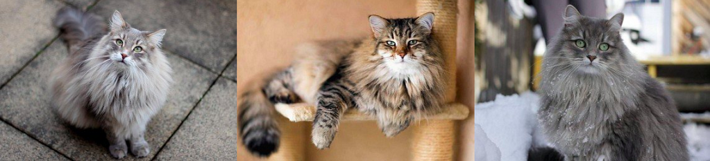 Источник: lapkins.ru