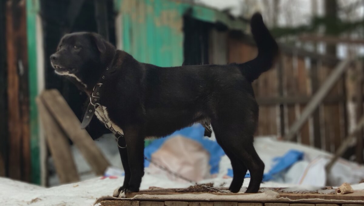 Статная  красавица Смородина,0на  же  - Дина