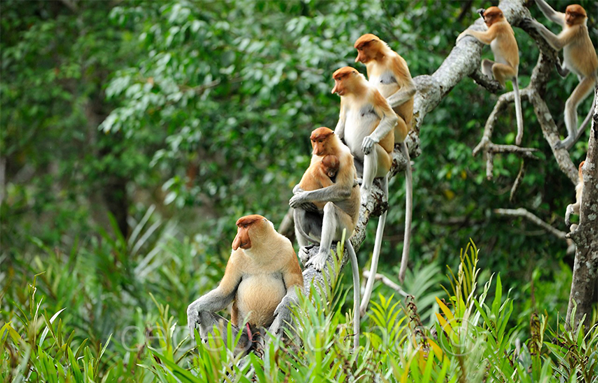 Обезьяна носач. Обезьяна носач с острова Борнео. Узконосая обезьяна острова Борнео. Обезьяна носач семейство.
