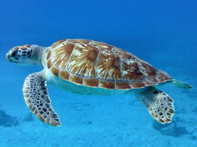 Зеленая морская черепаха в воде. Фото https://commons.wikimedia.org/wiki/File:Chelonia_Mydas_(cropped).JPG
