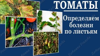 Болезни томатов. Как определить заболевание томата по листу