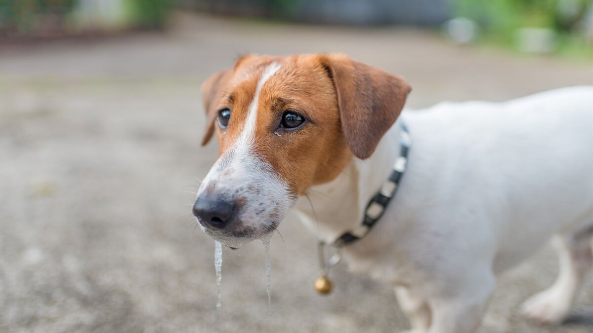 Что нельзя давать собакам из еды? Список токсичных продуктов | Dog Breeds |  Дзен