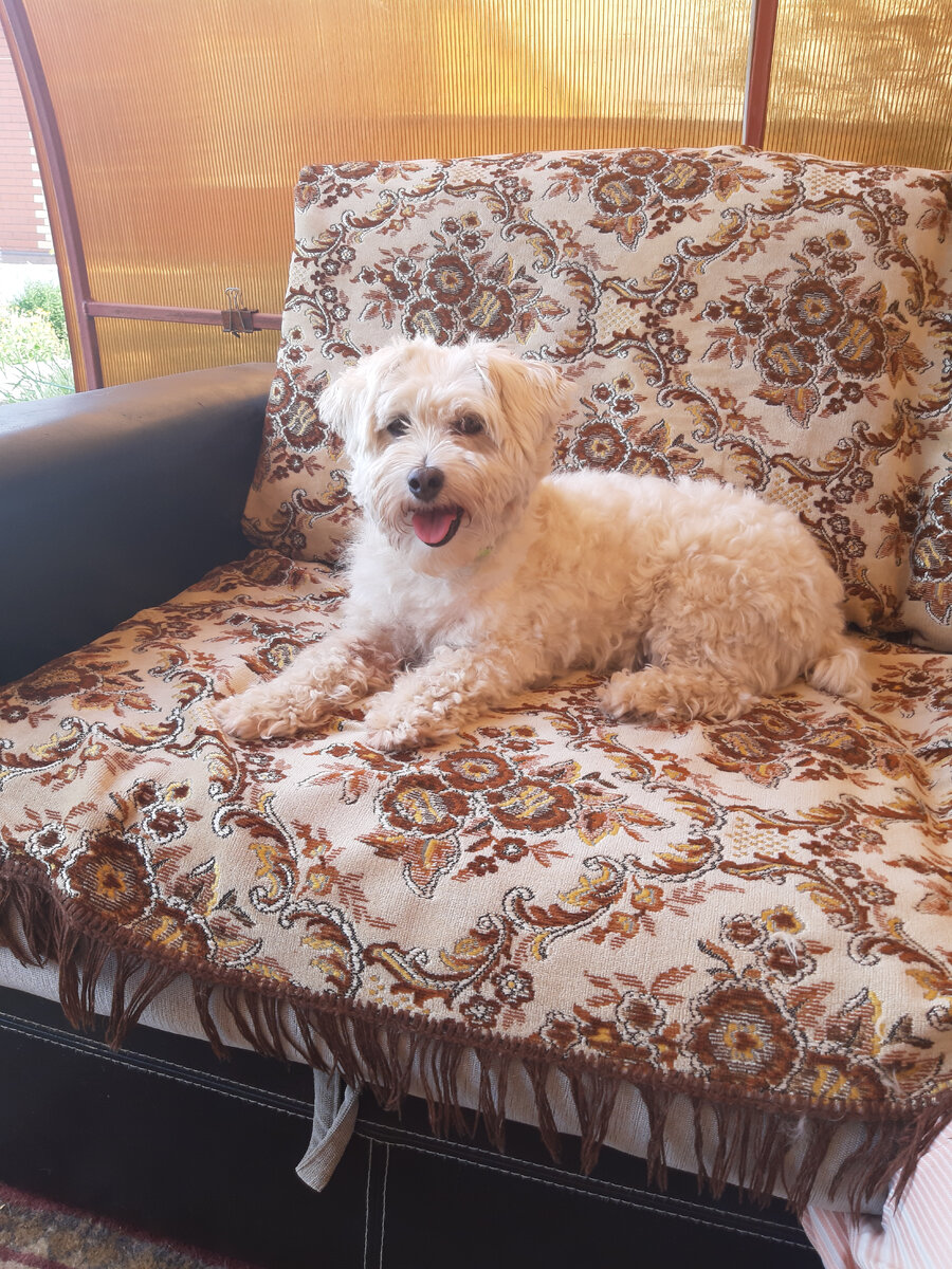 Собак надо любить♥️