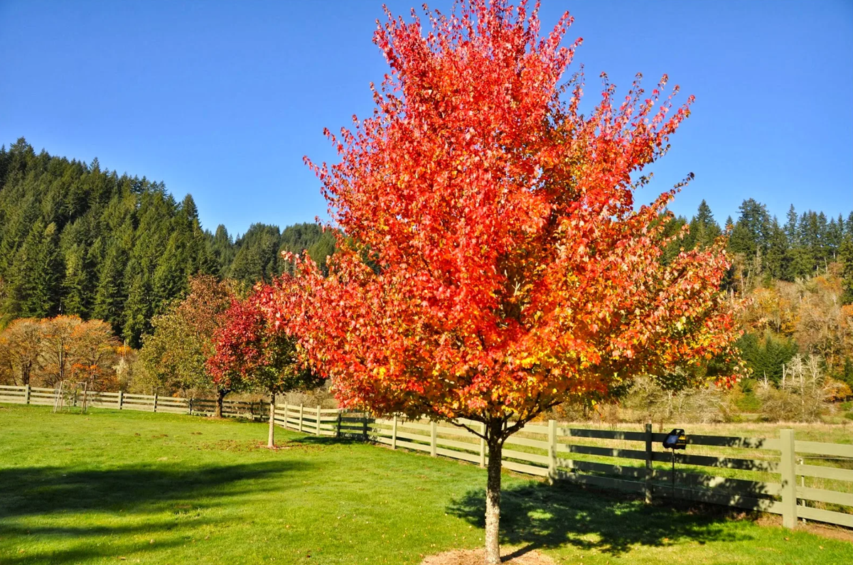 Ред вид. Acer rubrum (клен красный) 'Red Sunset'. Клен красный Acer rubrum. Клен рубрум ред Сансет. Клен красный Брендивайн.