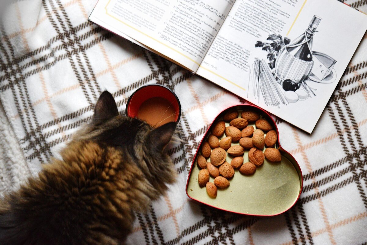 #домашние кошки #питание кошек #рацион кошек #кошки #домашние питомцы #запрещенные продукты 