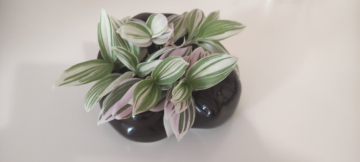 Меня пока очень устраивает результат. Одно себе замечание делаю: надо было сажать не параллельно кустики, А перпендикулярно друг другу. 