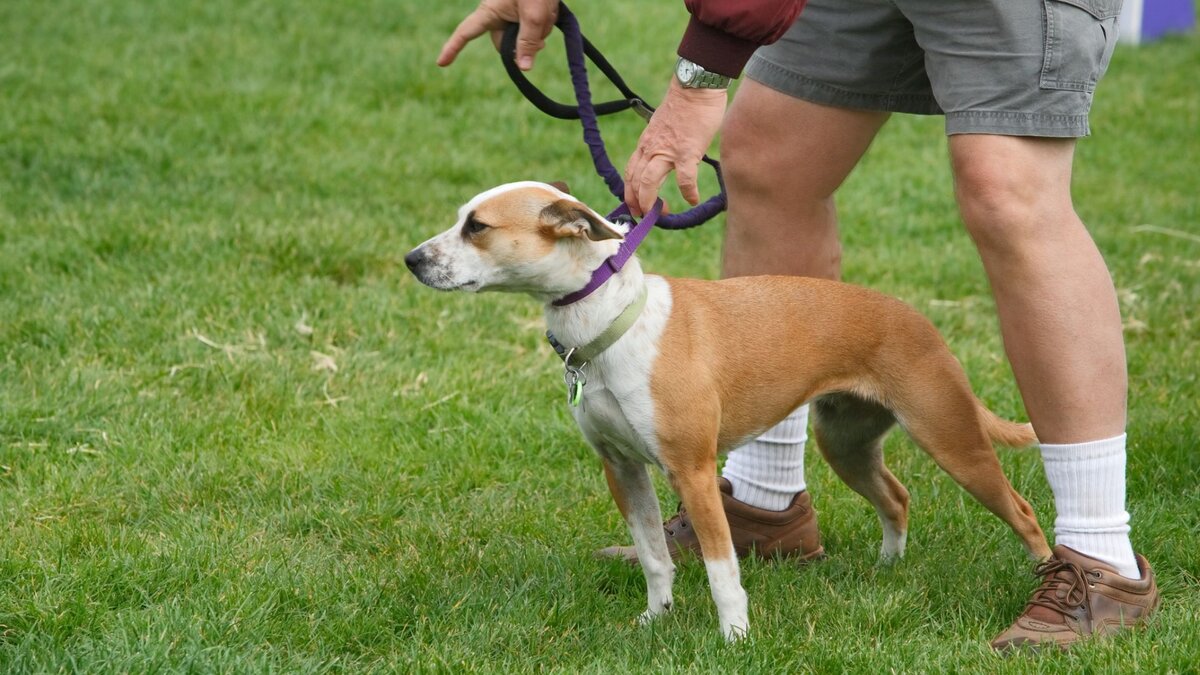 Воспитание собак: эти методы давно устарели | Dog Breeds | Дзен