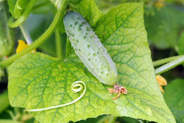 хрустящие огурчики