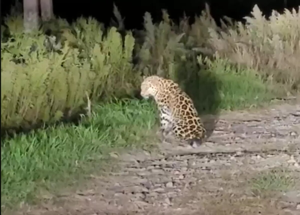 Отловом конфликтного леопарда занимаются профильные специалисты