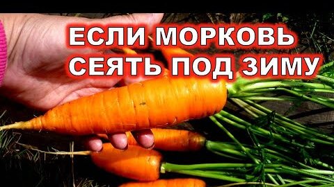 ДЕДОВСКОЕ ПРИСПОСОБЛЕНИЕ ДЛЯ ПОСЕВА МОРКОВИ ГЕНИАЛЬНОЕ ПРОСТО