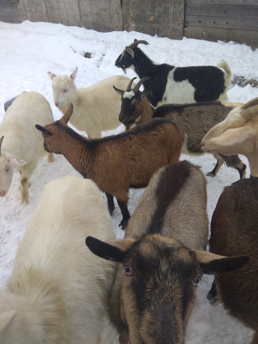 Мои мечтюльки 