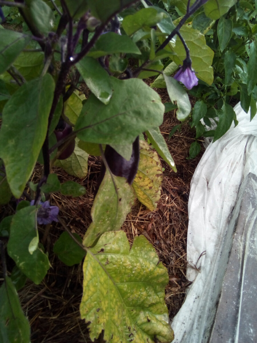 Баклажан Сибирский скороспелый 2021 - побитый невзгодами ОГ, но бодрый сибиряк! Далее - японский карлик. Да