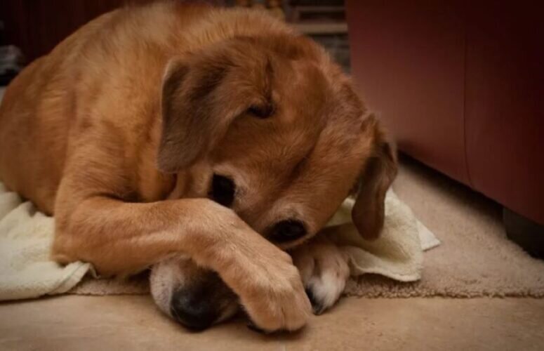 Участие в поисково-спасательных операциях