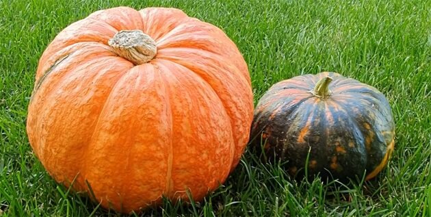 Кадр: Вдали от города (огород + подсобное хозяйство) / YouTube📷
