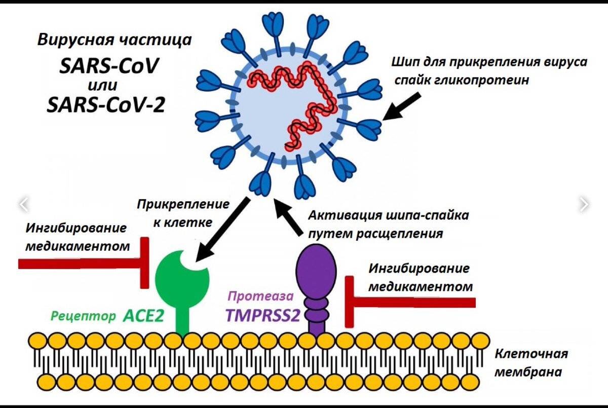 Связь коронавируса с ACE-2 рецептором