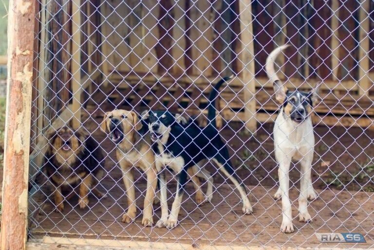    В Оренбурге приют для бездомных животных могут начать строить в 2023 году Белов Михаил Александрович