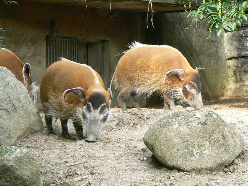 Свиньи в африке. Кистеухая свинья. Африканская кистеухая свинья. Речная кистеухая свинья. Кистеухие свиньи в Московском зоопарке.