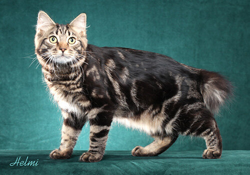 Источник фото: https://tica.org/ru/breeds/browse-all-breeds#american-bobtail