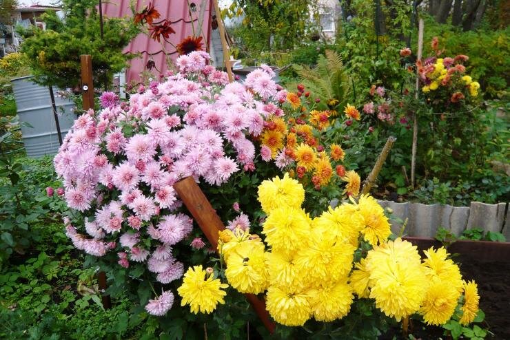 Как вырастить хризантему: выращивание и уход дома