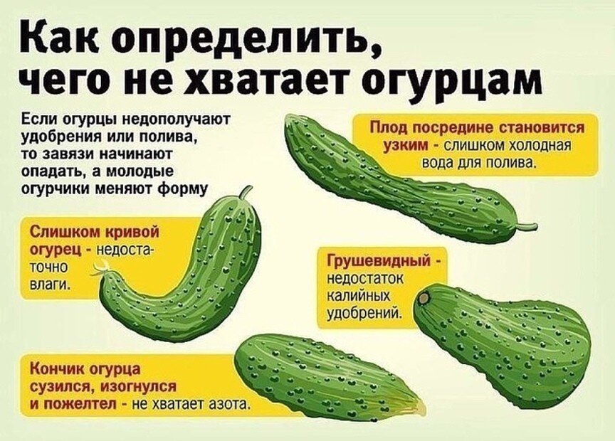 Форма огурцов